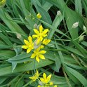Allium moly fleur